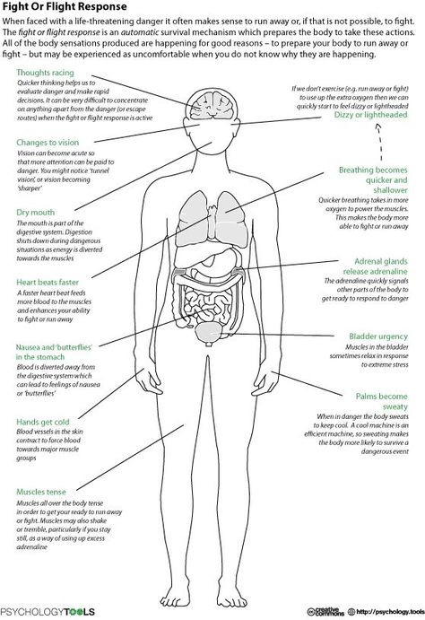 21 Best Anatomy Images Human Body Systems Anatomy Body Systems