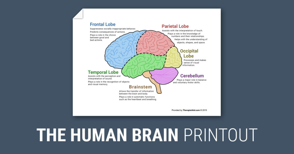 The Human Brain Diagram Worksheet Therapist Aid