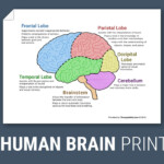 The Human Brain Diagram Worksheet Therapist Aid