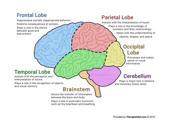 The Human Brain Diagram Worksheet Therapist Aid Human Brain