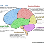 The Human Brain Diagram Worksheet Therapist Aid Human Brain