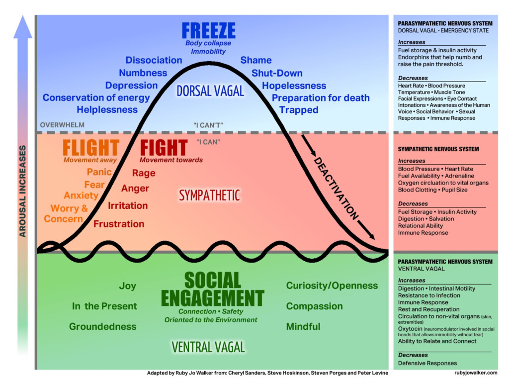 Het Leven Zoals Het Is Fight Flight Freeze Responses