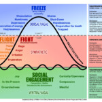 Het Leven Zoals Het Is Fight Flight Freeze Responses