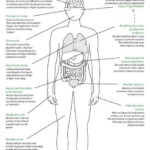 Therapist Aid Fight Flight Freeze TherapistAidWorksheets